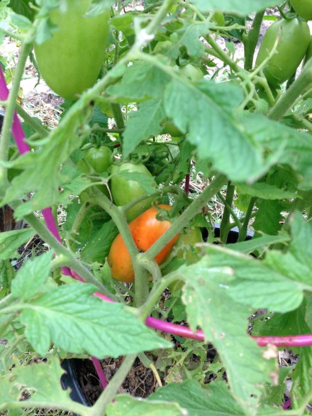 The first red mater! I can't wait to eat him!