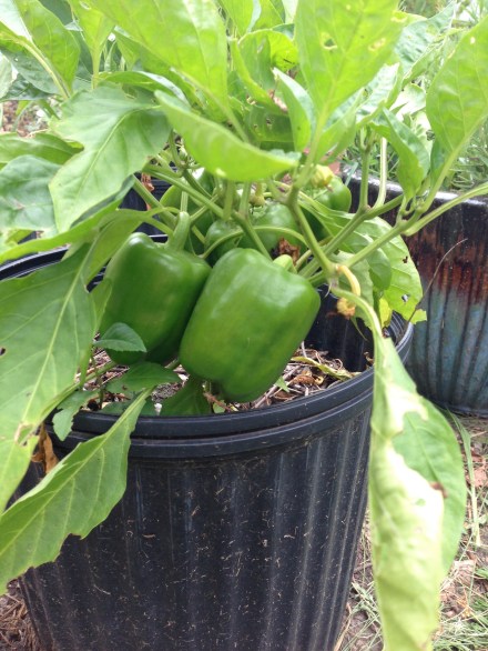 Baby bell peppers